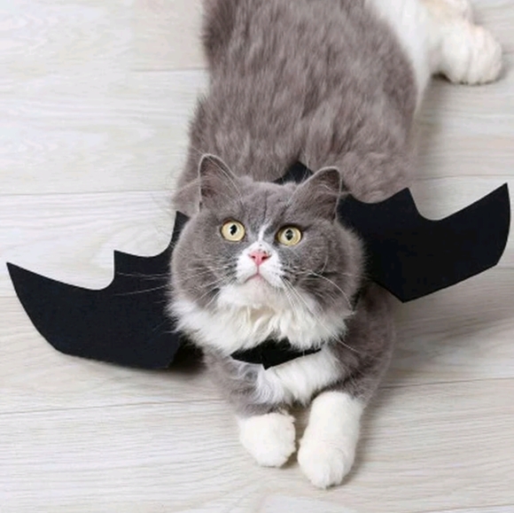 Bat Wings Pet Costume π¦